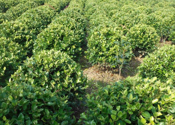 Hedge trimming tips